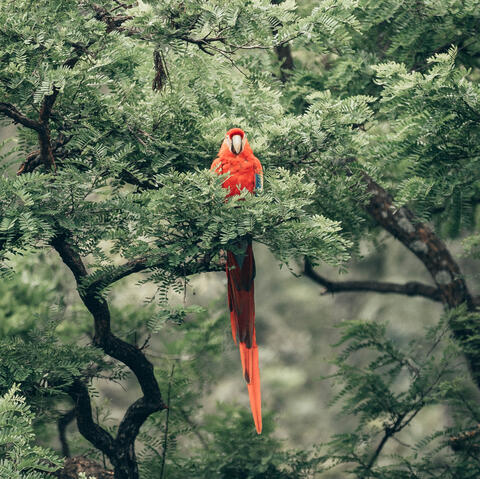 parrot in rainforest