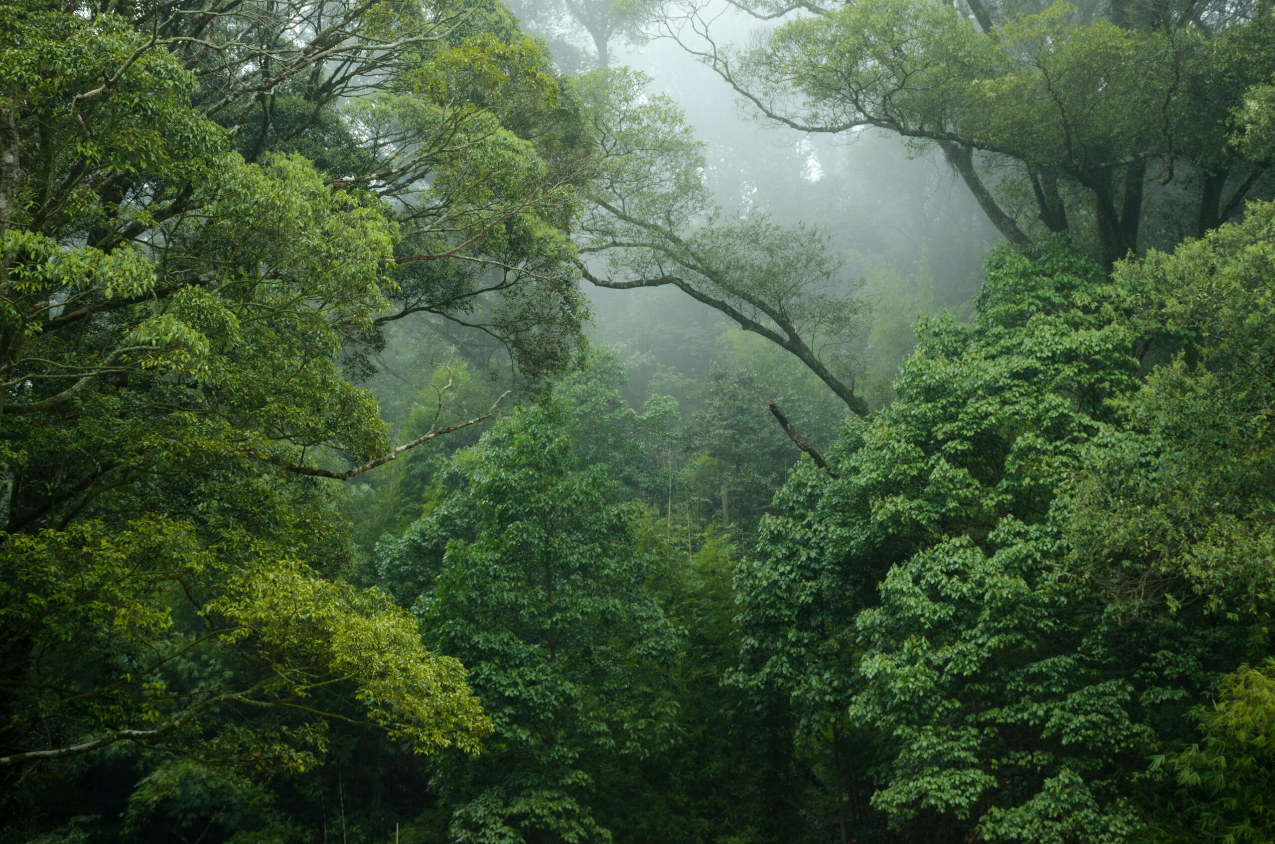 rainforest view